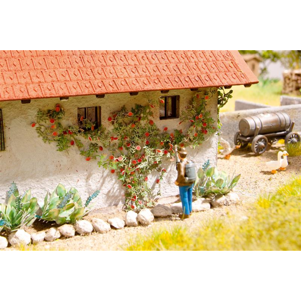 Noch Kletterrosen (14118)