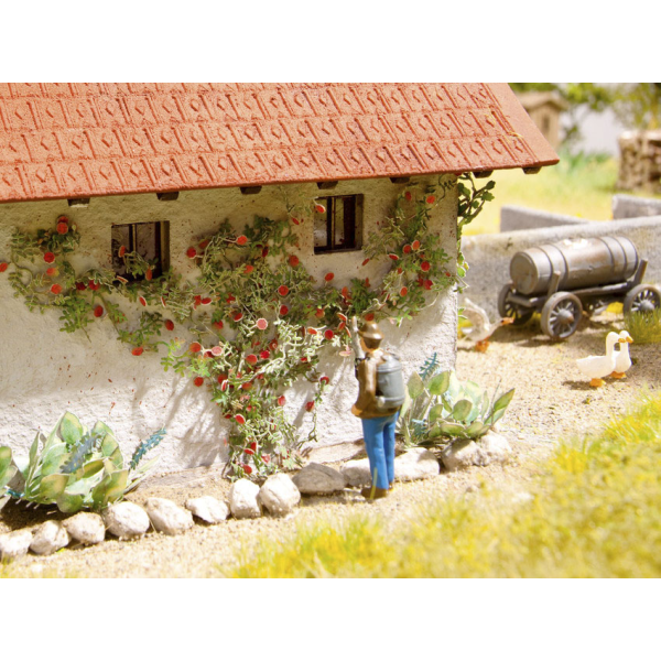 Noch Kletterrosen (14118)