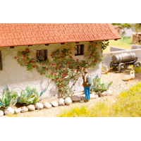 Noch Kletterrosen (14118)